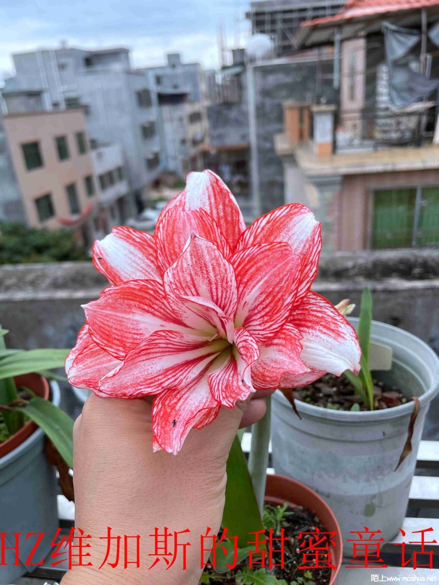 HZά��˹������ͯ��042202.JPG