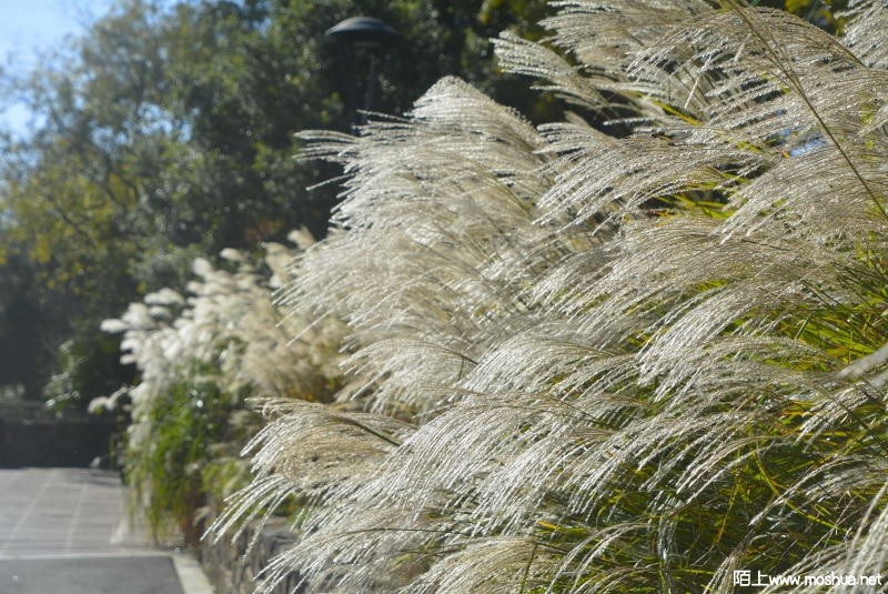 _DSC78740243.JPG