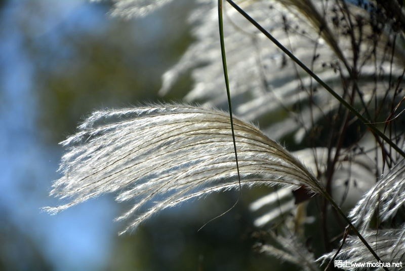 _DSC78520221.JPG