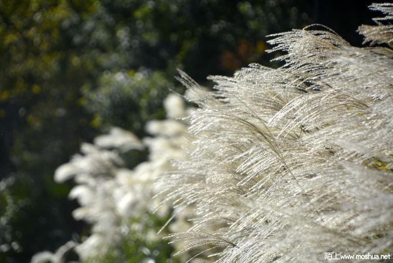 _DSC78670236.JPG