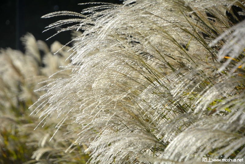_DSC78560225.JPG