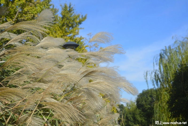 _DSC78420211.JPG