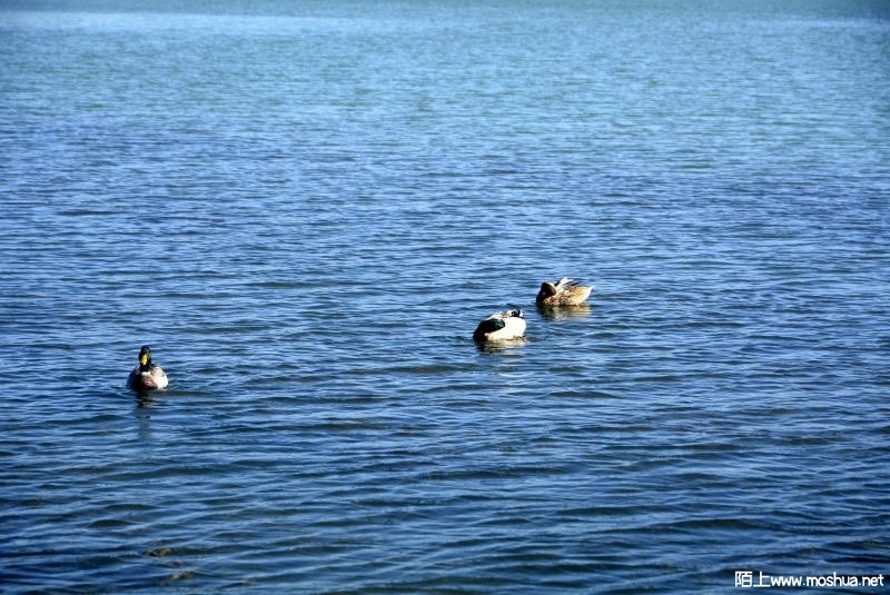 _DSC79980367.JPG