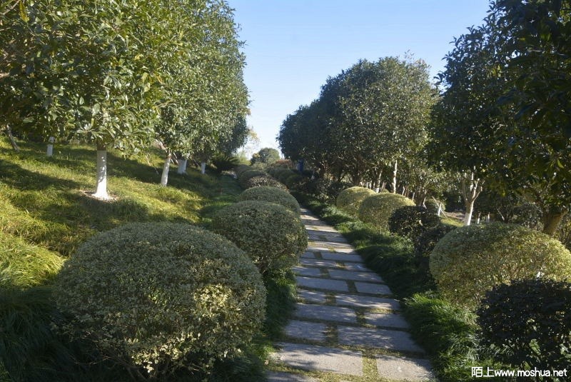 _DSC80010370.JPG