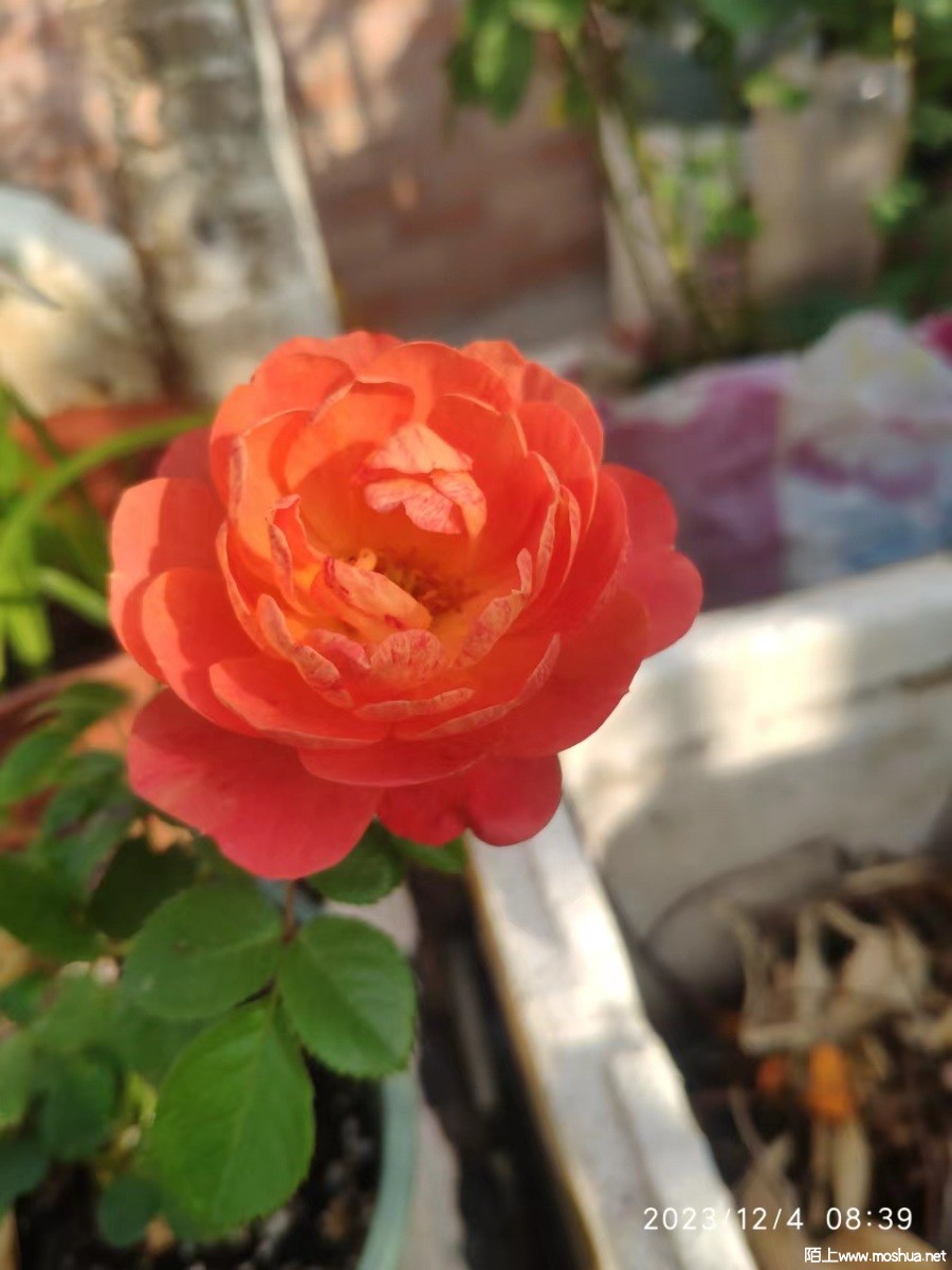 ΢��ͼƬ_20231204104648.jpg