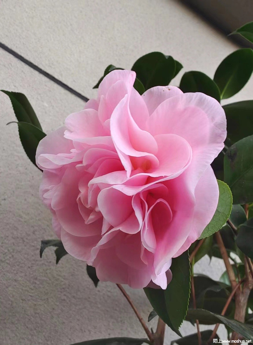 219917043.jpg