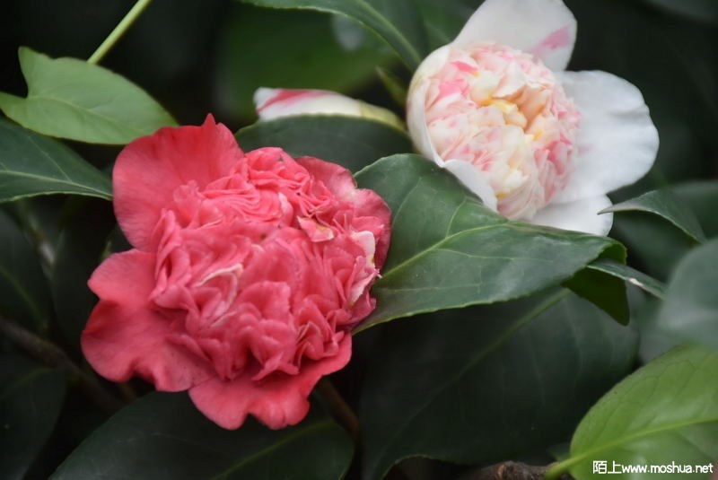 DSC_03130313.JPG