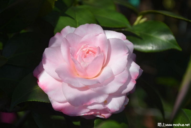 DSC_02910291.JPG