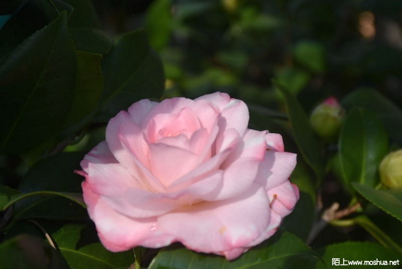 DSC_01260126.JPG