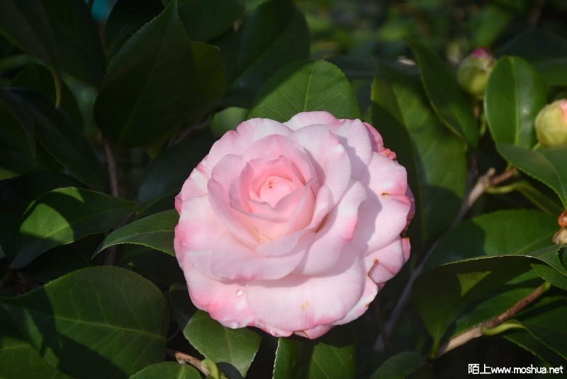 DSC_00880088.JPG
