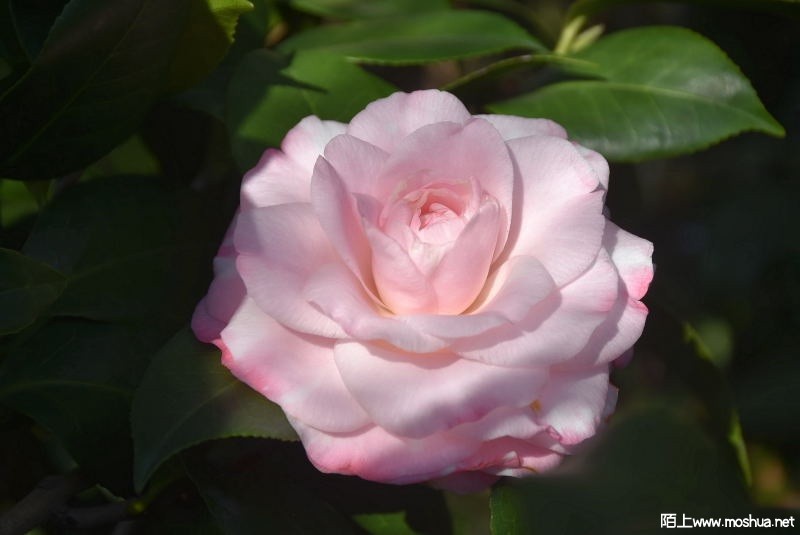 DSC_02890289.JPG