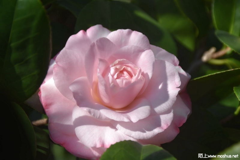 DSC_02480248.JPG