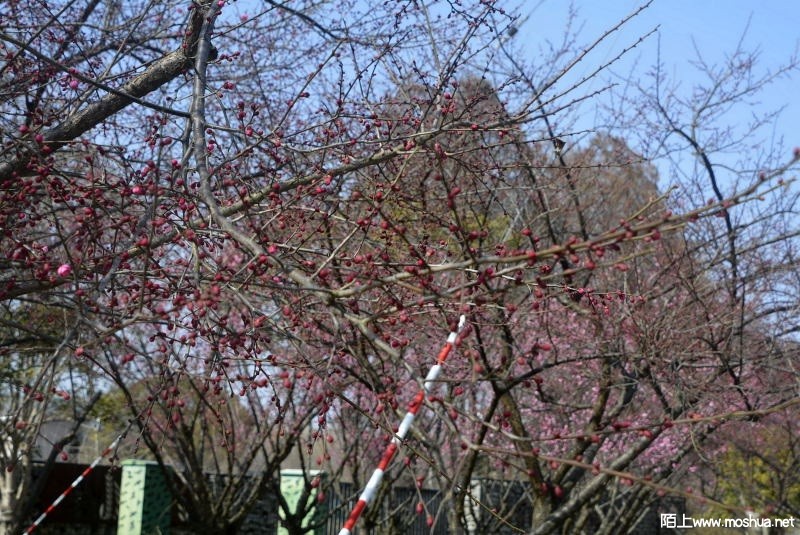 _DSC88860561.JPG