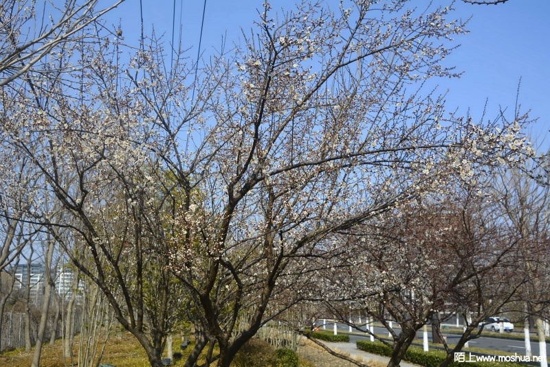 _DSC89340609.JPG