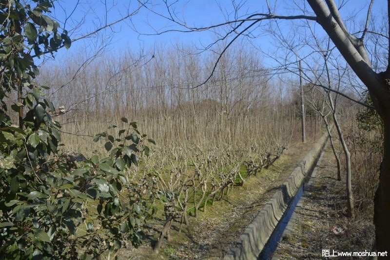 _DSC91310005.JPG