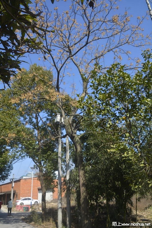 _DSC91650039.JPG