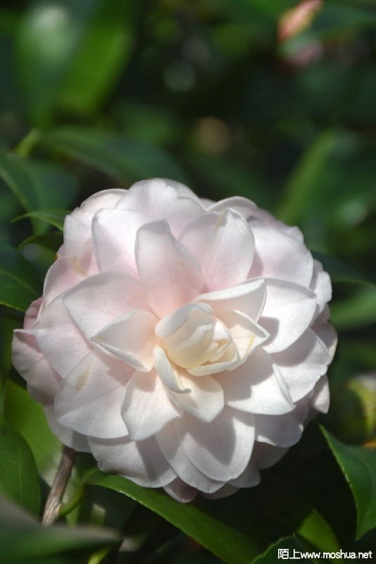 DSC_00600060.JPG