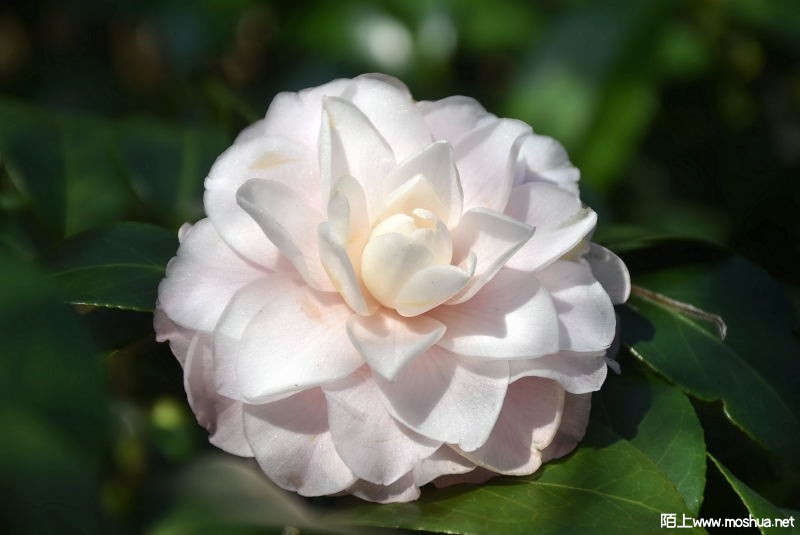 DSC_00710071.JPG