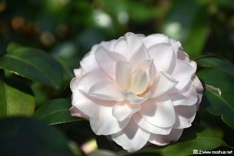 DSC_00480048.JPG