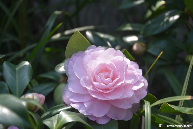 DSC_00210021.JPG