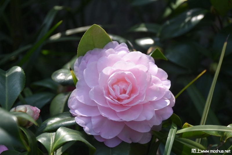 DSC_00200020.JPG