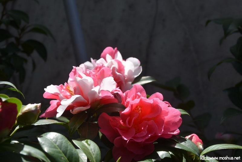 DSC_07170717.JPG