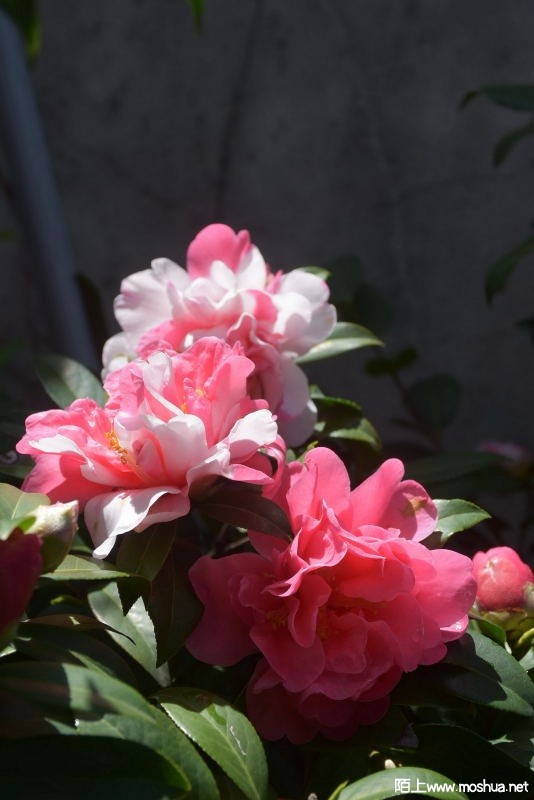 DSC_07200720.JPG