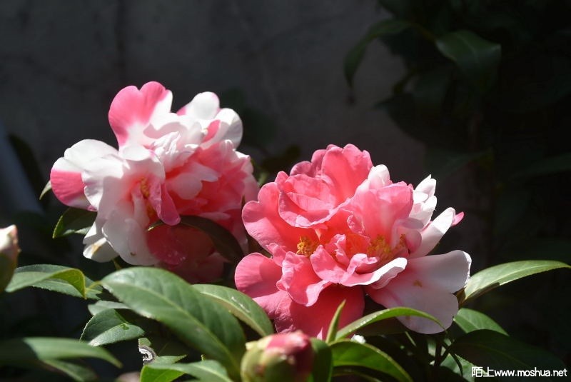 DSC_07100710.JPG