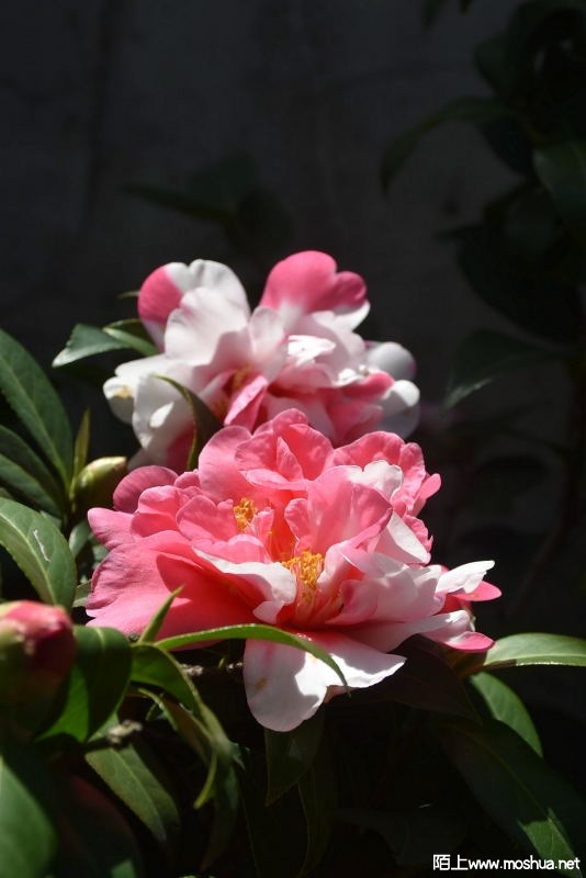 DSC_06960696.JPG