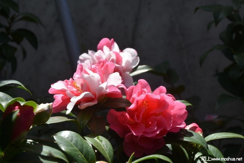DSC_07160716.JPG