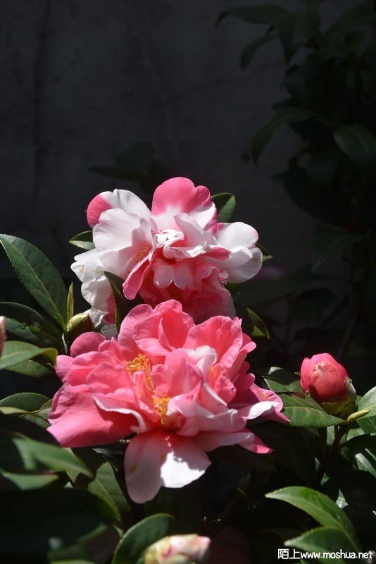 DSC_07210721.JPG