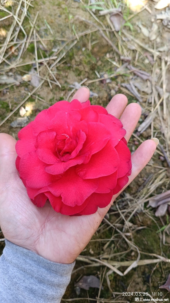 1000058086.jpg