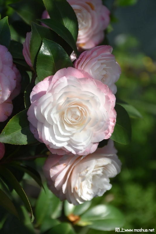 DSC_00800080.JPG
