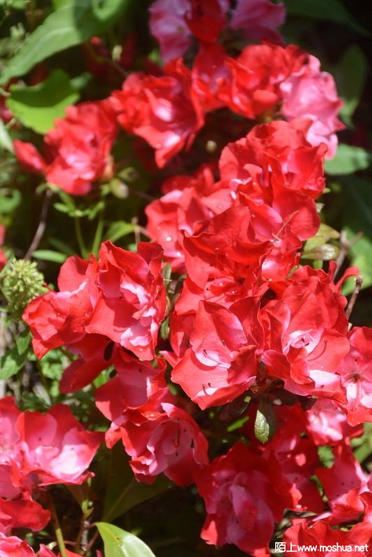 DSC_015412690154.JPG
