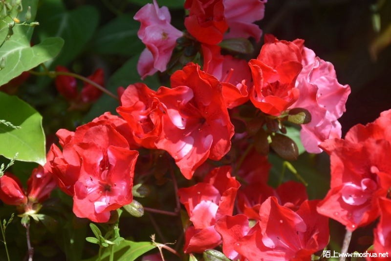 DSC_016112760161.JPG