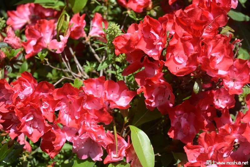 DSC_017312880173.JPG