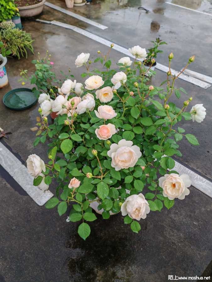 IMG_20240419_104547.jpg