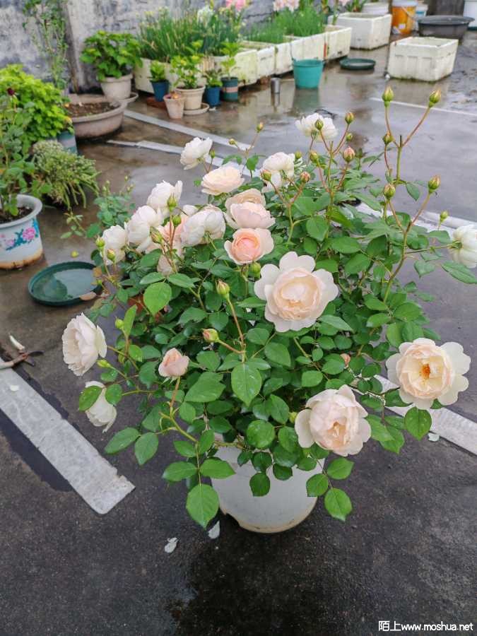 IMG_20240419_104544.jpg