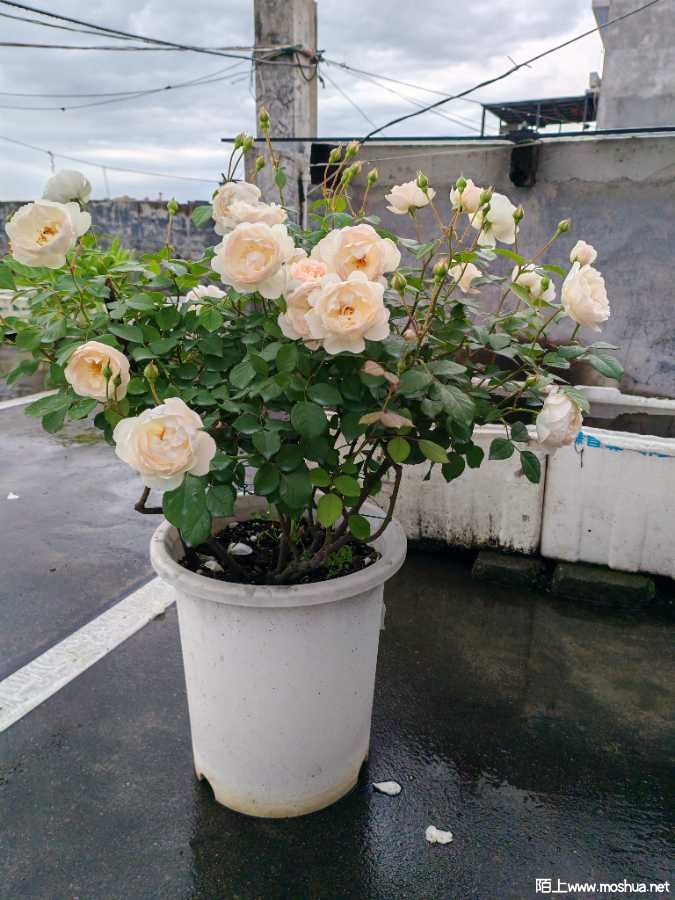 IMG_20240419_104525.jpg