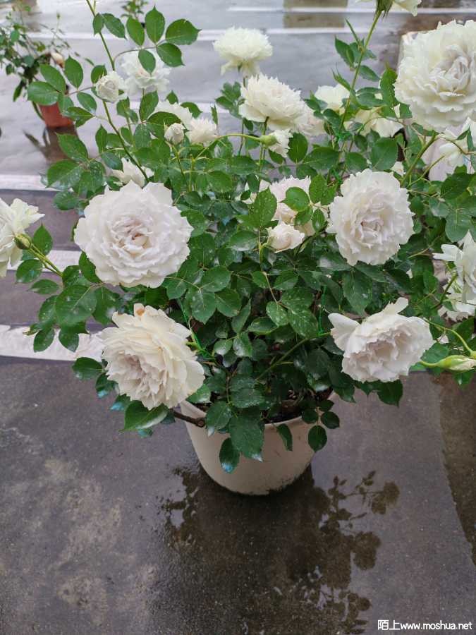 IMG_20240419_103925.jpg