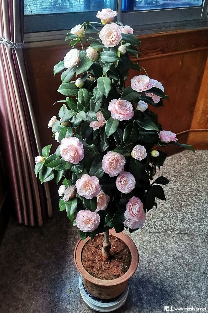 ��ɫ��ɰ (118).jpg