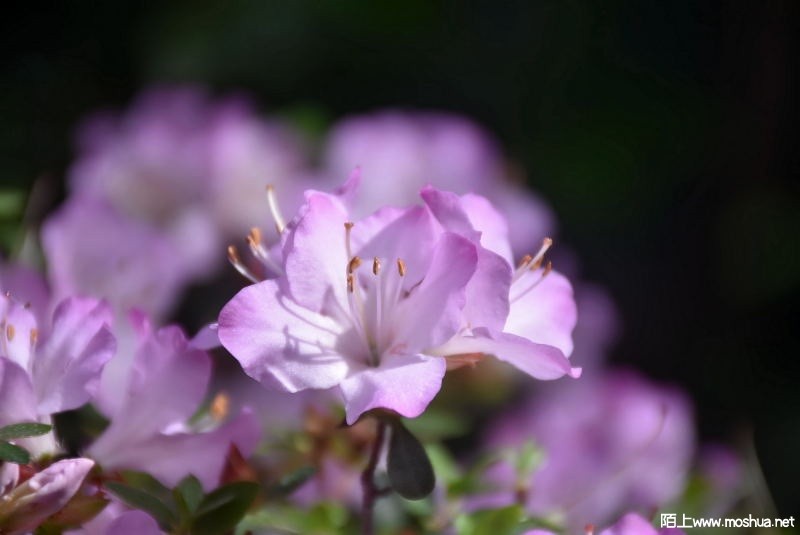 DSC_027035250270.JPG