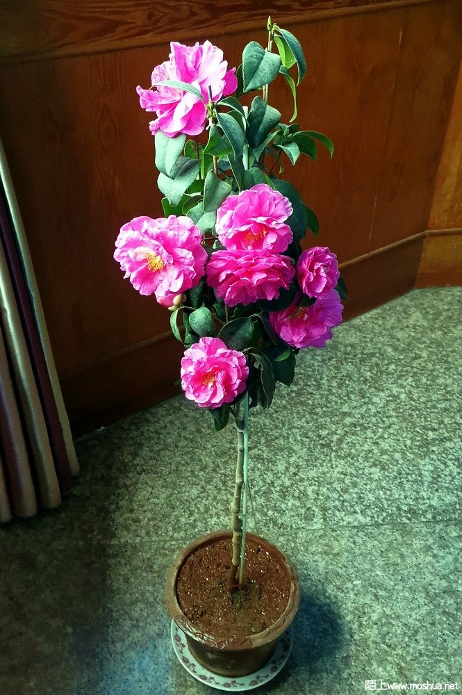 ĵ���ʺ� (43).jpg