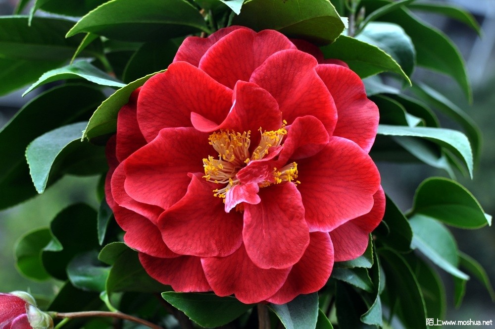 ʥ��ñ (92).JPG