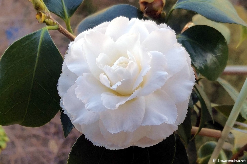 ���Ű׳��� (8).jpg
