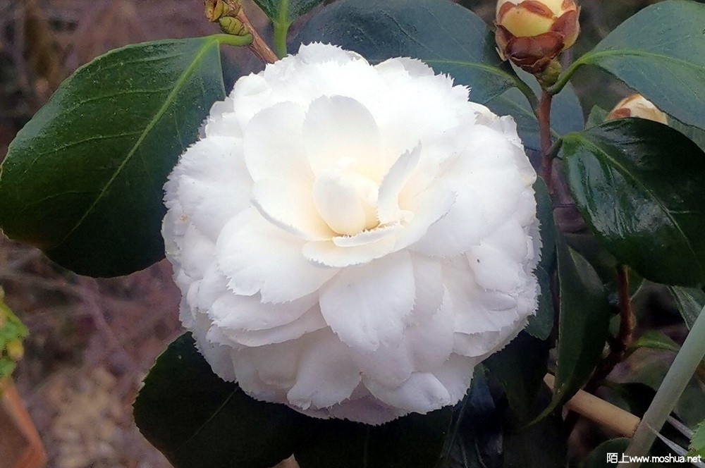 ���Ű׳��� (16).jpg