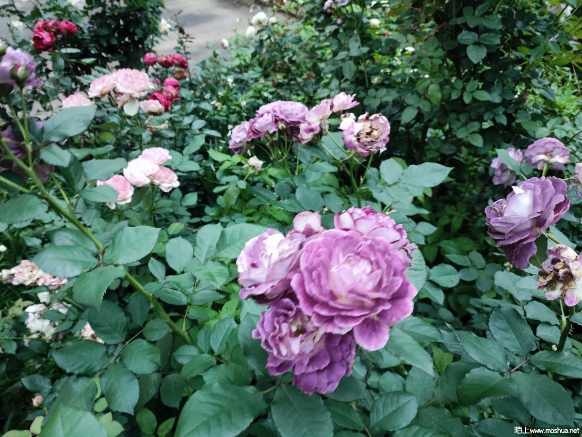 MVIMG_20240504_182322.jpg