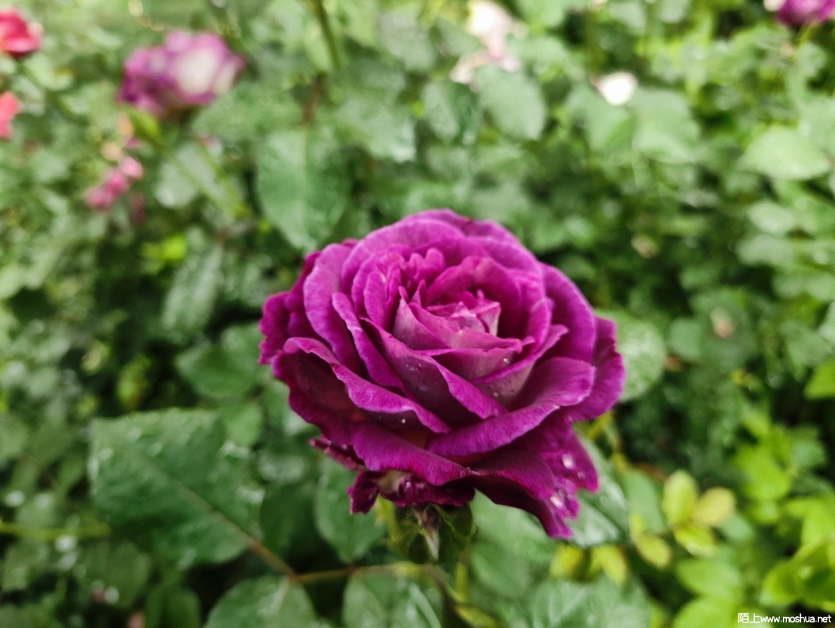 MVIMG_20240428_075017.jpg