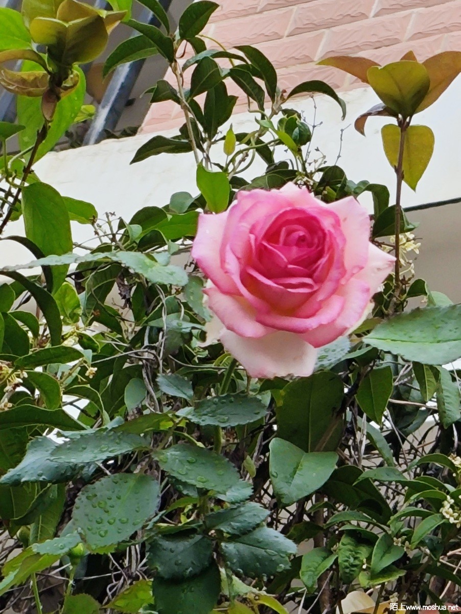 MVIMG_20240422_081928.jpg