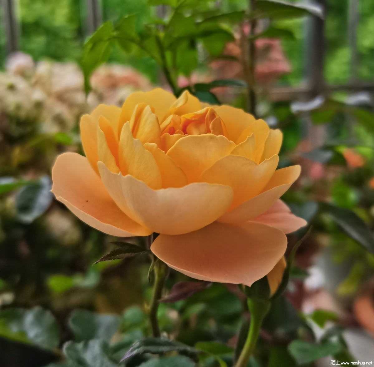 55987d59390490cb47d1b3326385440.jpg